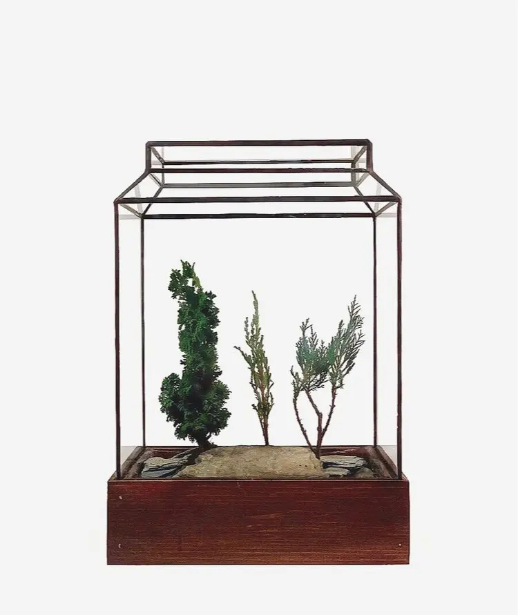 The Ward Terrarium 1