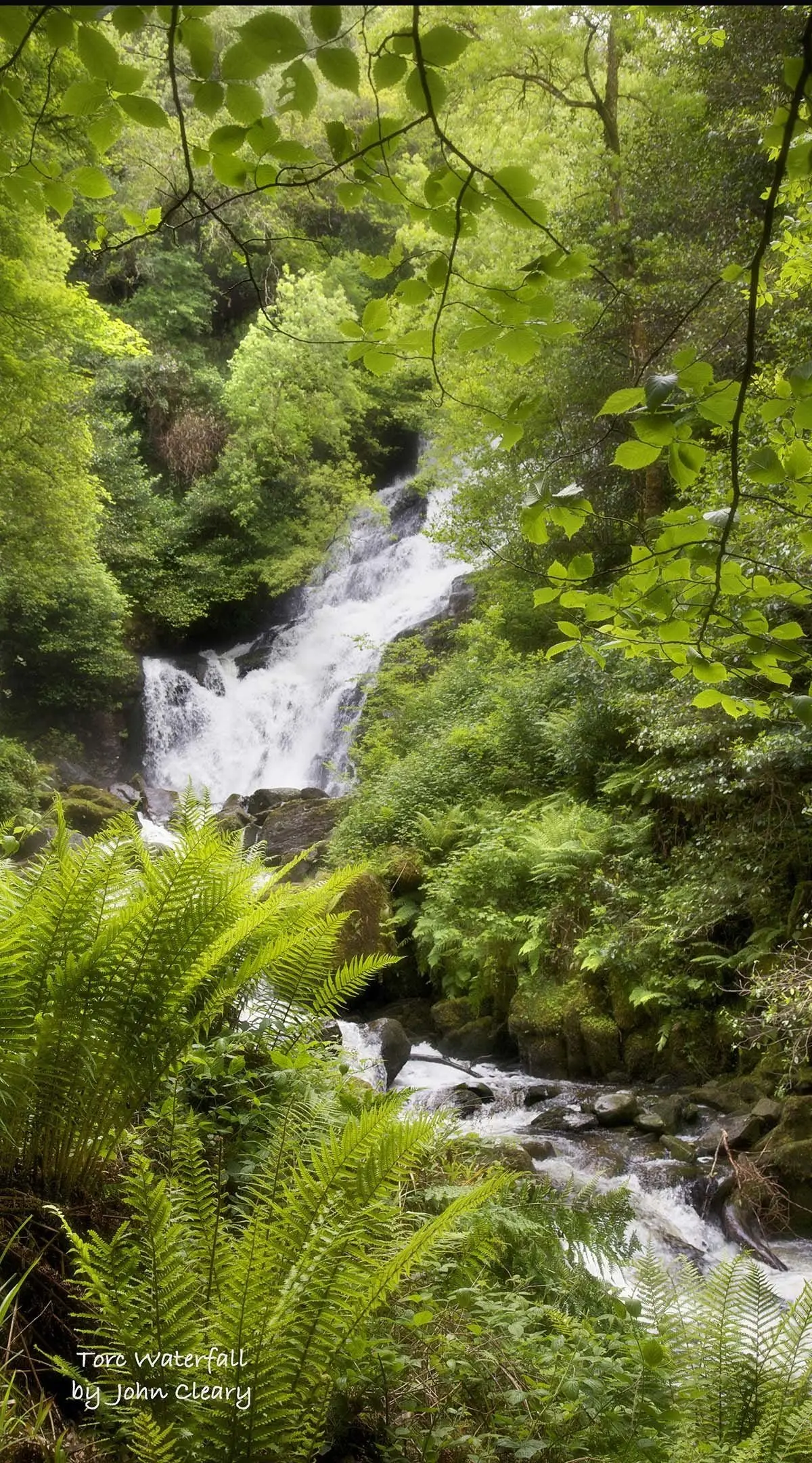 Torc Waterfall Spring 1