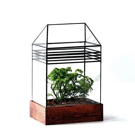 The Baret House Terrarium 1