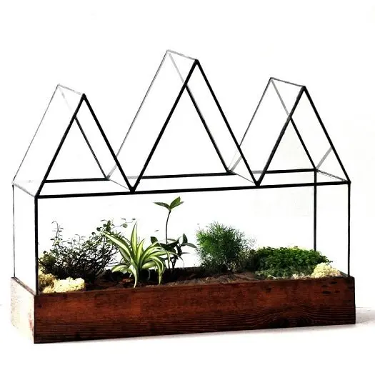 Fortune's Case Terrarium 1
