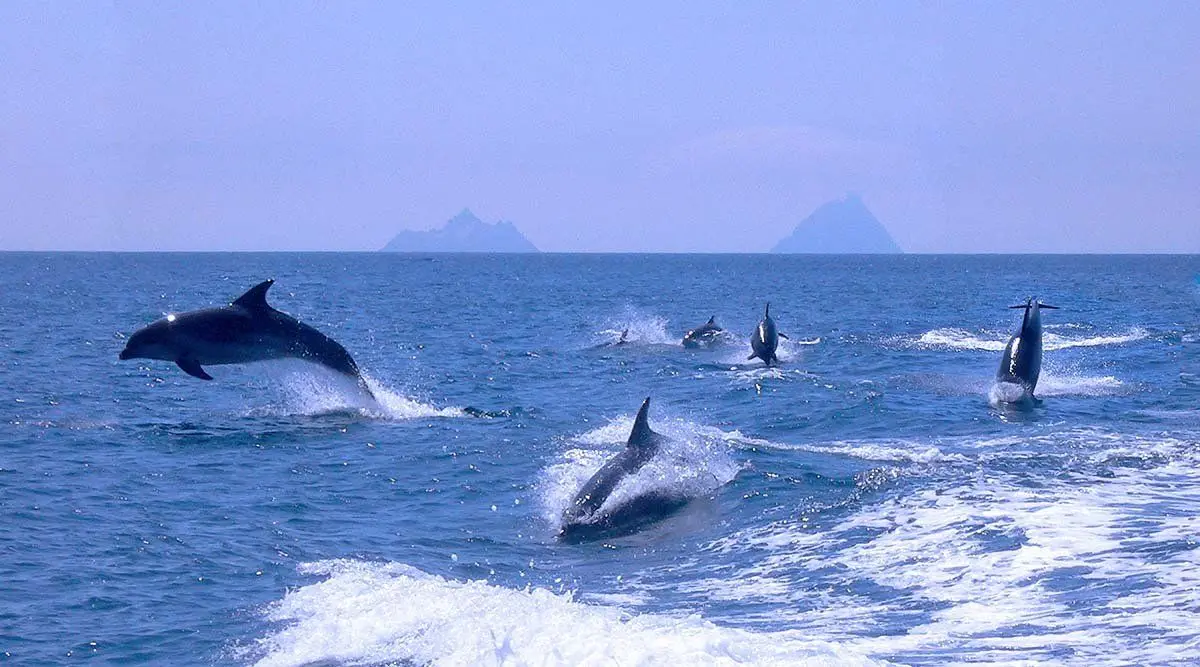Skelligs School 1